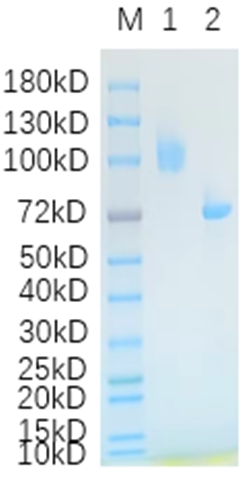 Lane 1: ErbB4-7283H; Lane 2: BSA